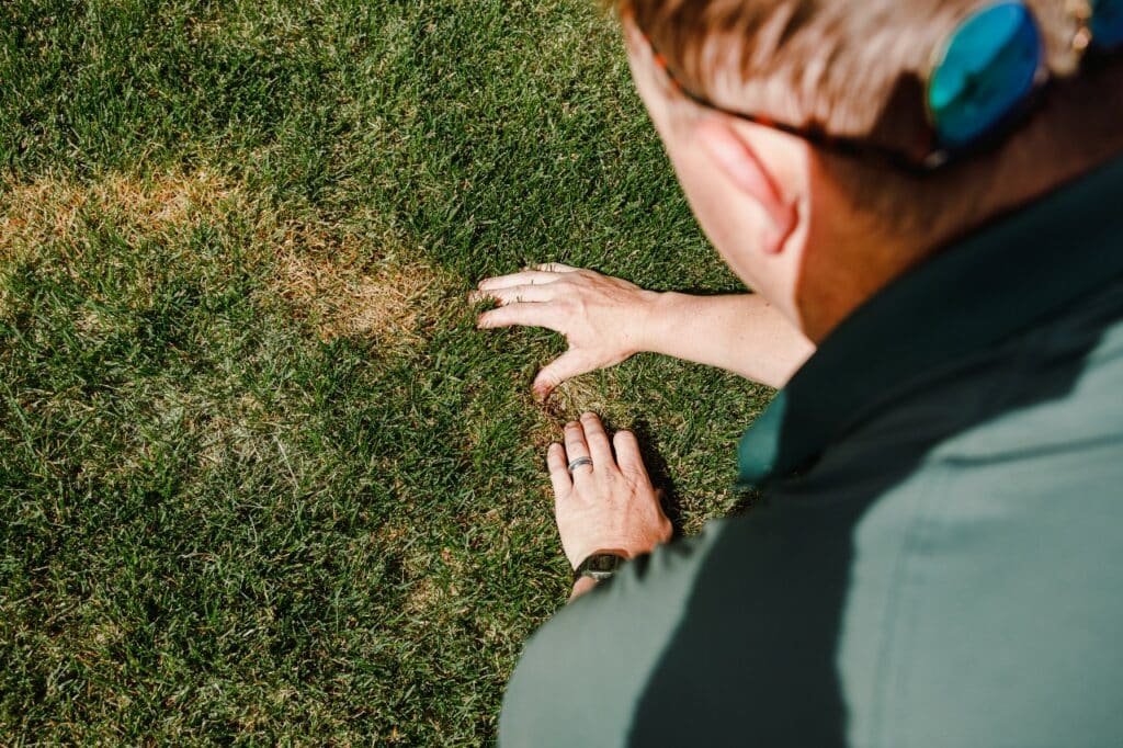 most effective lawn care tips