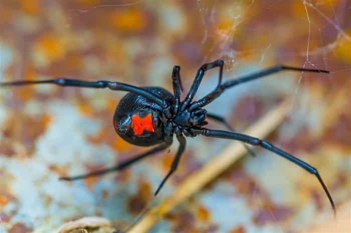 Black Widow Spider