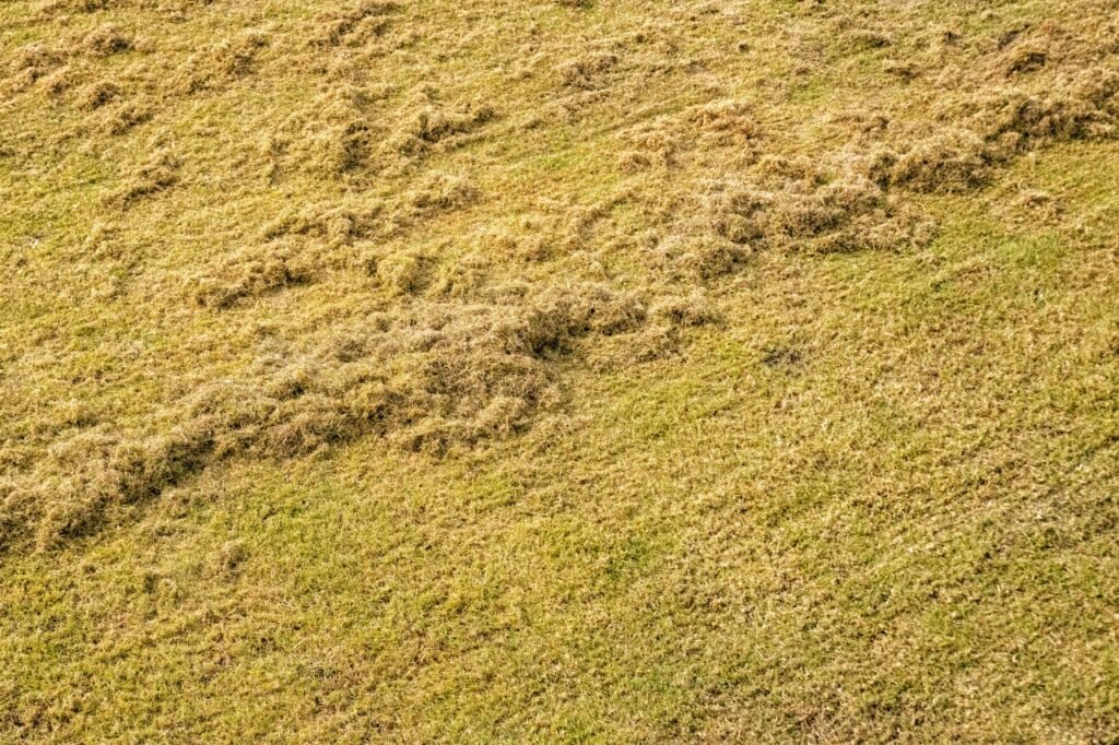 a lawn that needs de-thatching