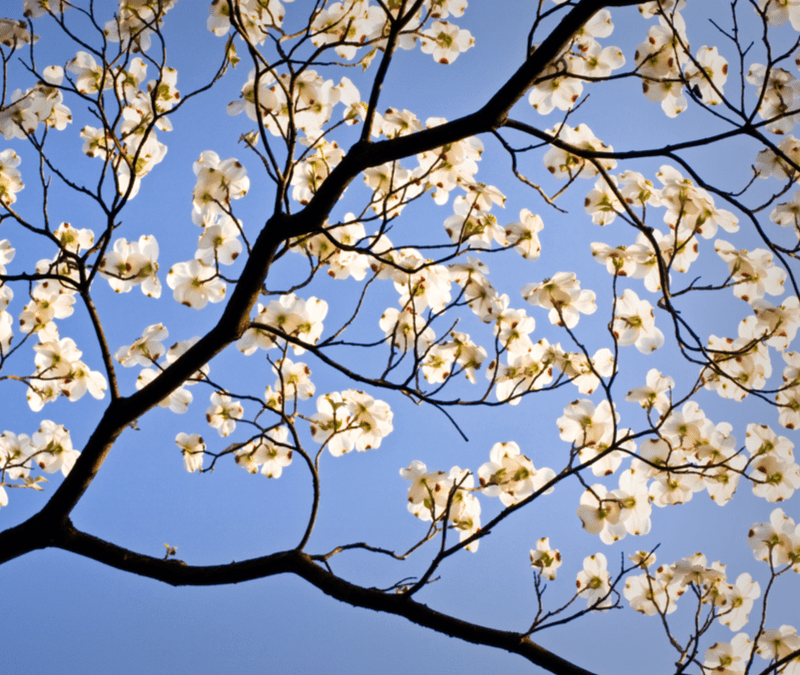 dogwood tree flowering 800 800x675 1