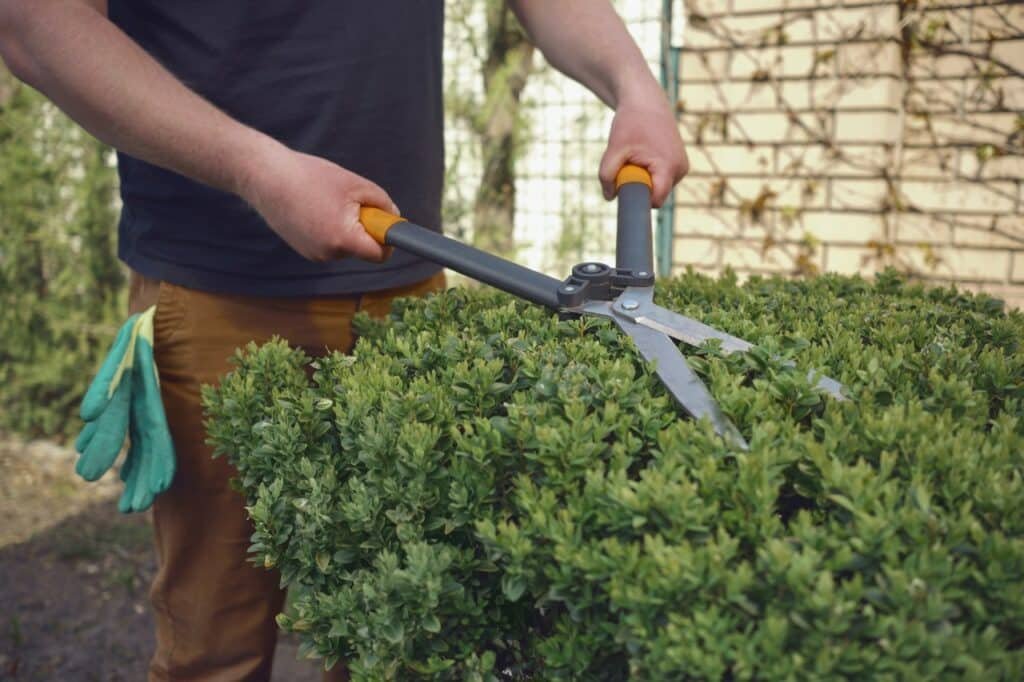 tree trimming and shrubbing