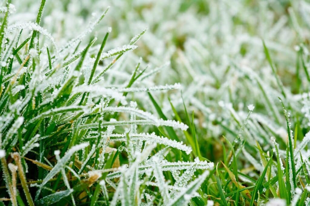 winter lawn preparation