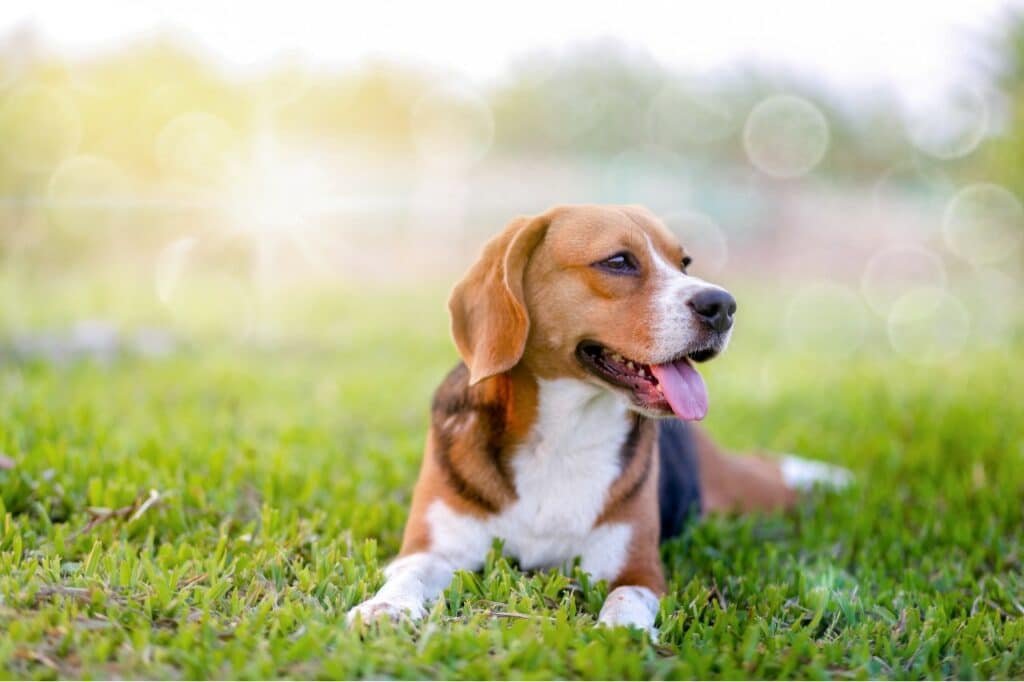 lawn care is more than just our pets Colonial Lawn and Garden