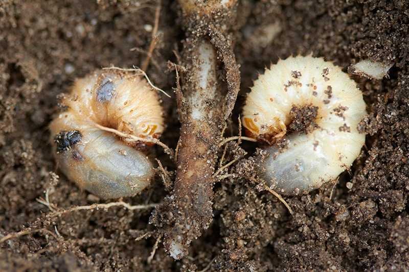 grub control Colonial Lawn and Garden