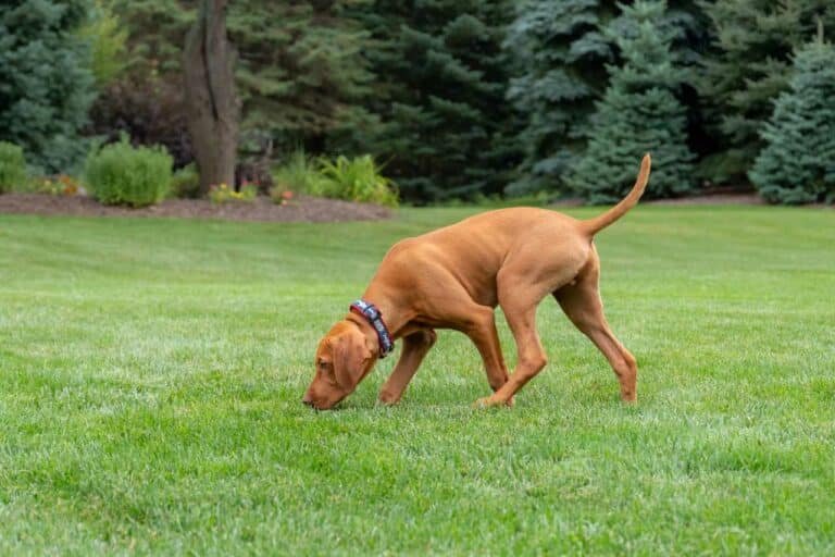 pet friendly lawn for your pets Colonial Lawn & Garden