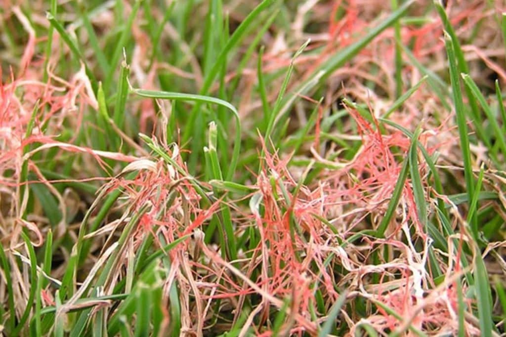 red thread Yakima lawn diseases