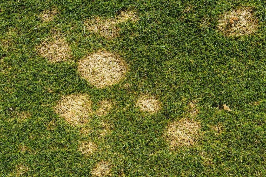 a photo of brown patches in the lawn